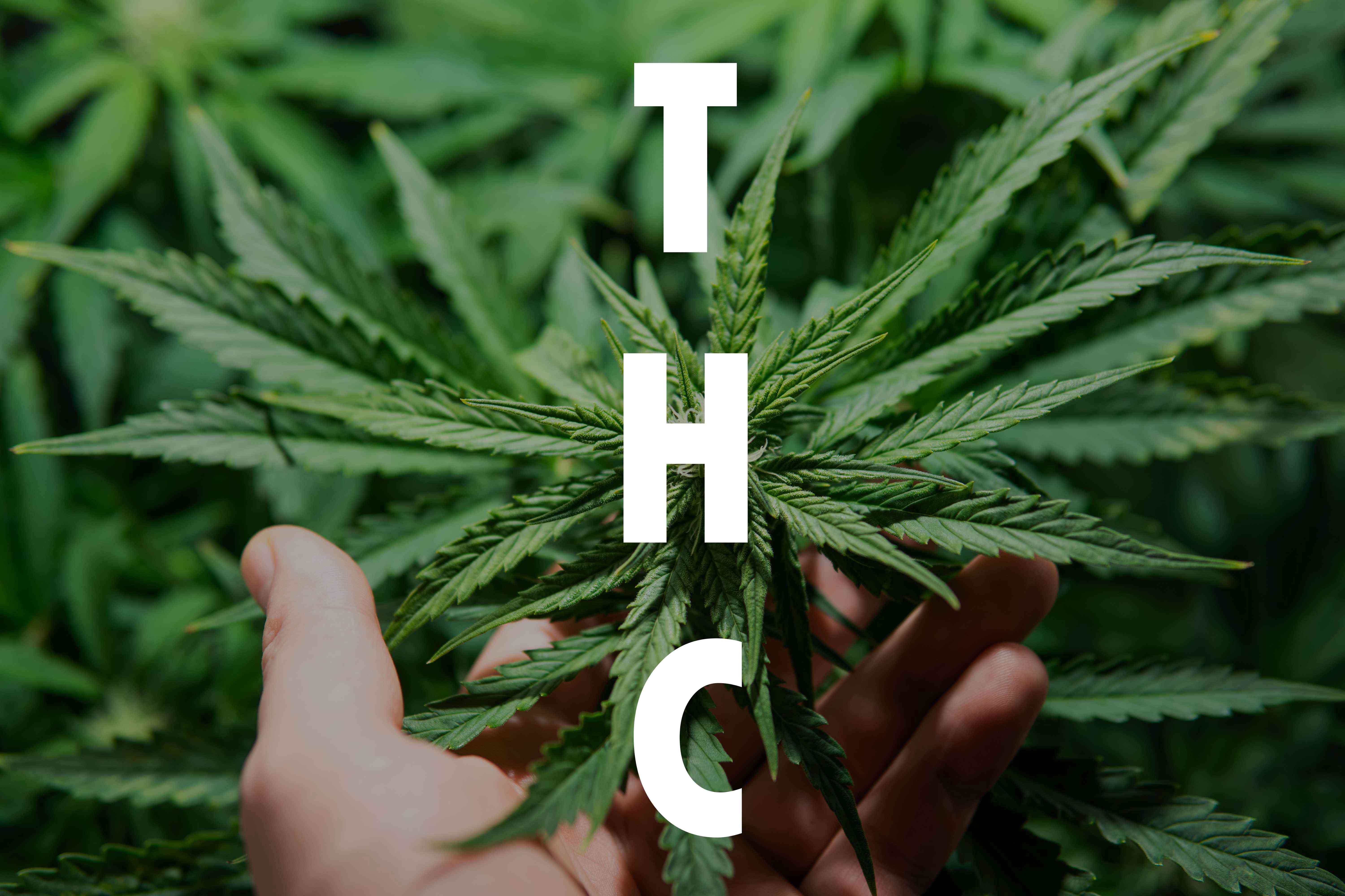 Marihuana a konopné turbo THC
